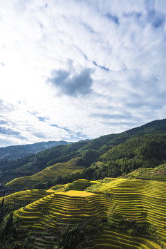 龍脊梯田