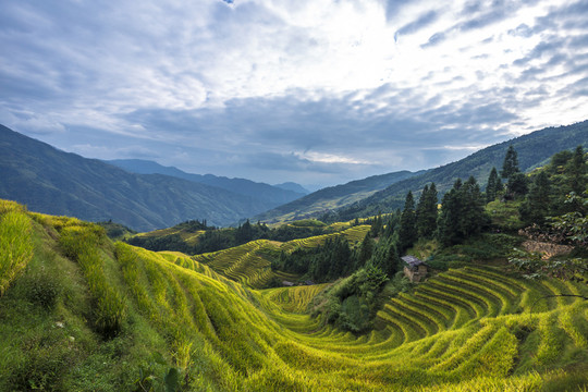龍脊梯田