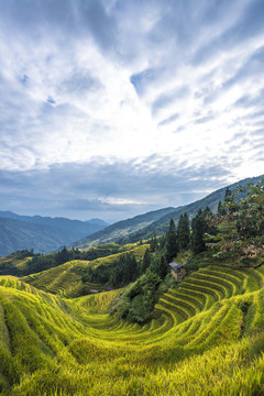 龍脊梯田