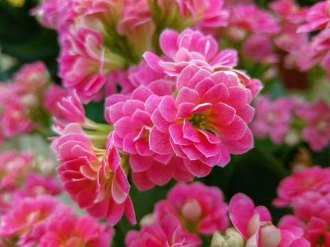 長壽花