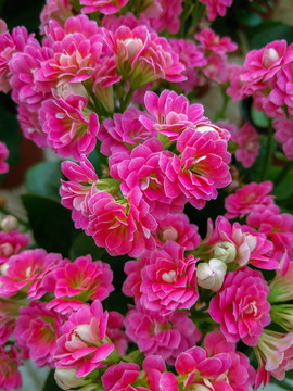 長(zhǎng)壽花