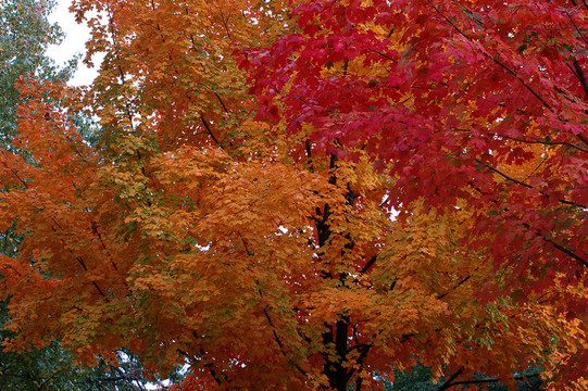 紅楓