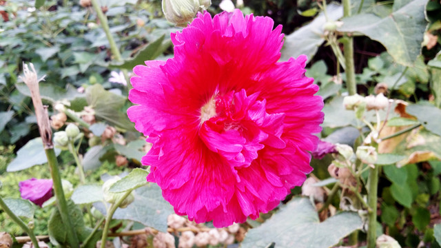 紅色花