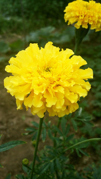 黃色花