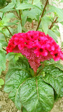 雞冠花