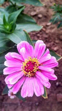 粉色花