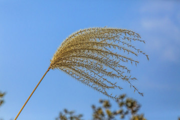 蘆葦