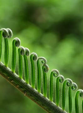 綠色植物特寫(xiě)