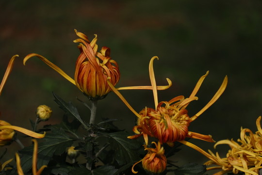 菊花