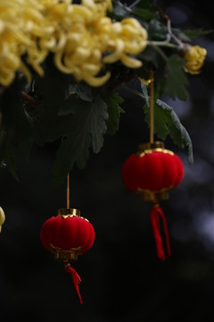 菊花