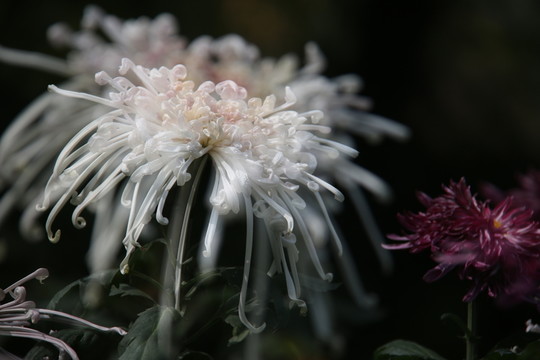 菊花