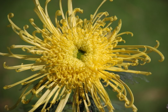 菊花