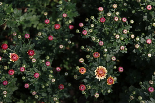 菊花