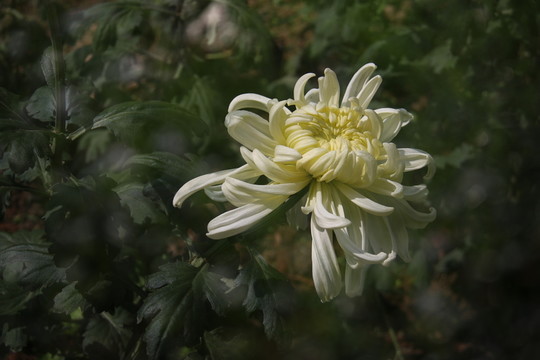 菊花