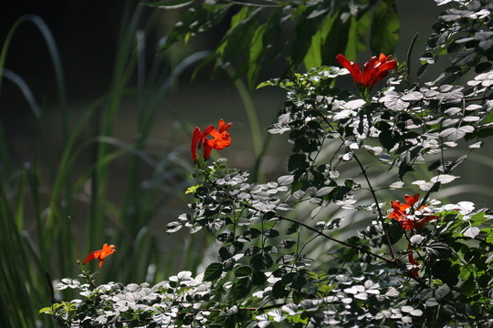 花卉