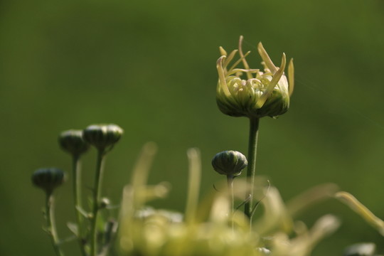 菊花