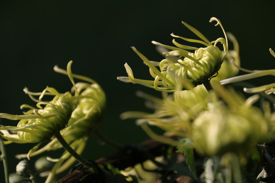 菊花