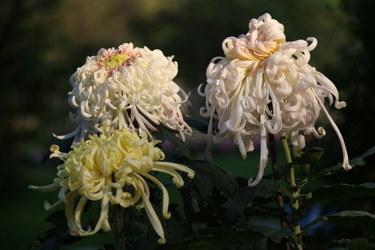 菊花