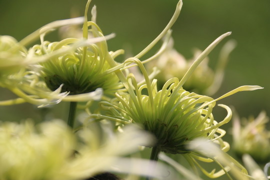 菊花