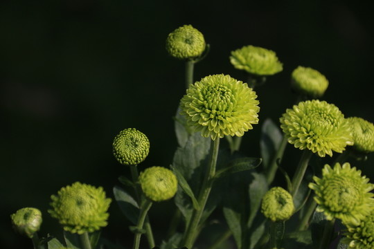 菊花