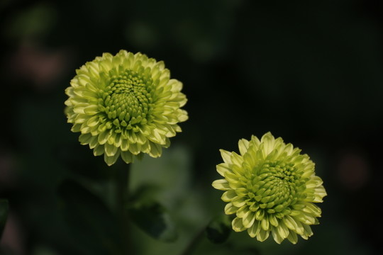 菊花