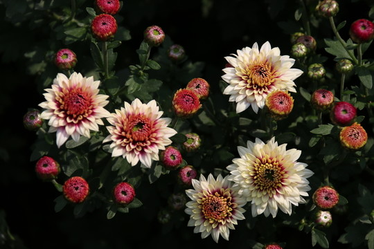 菊花
