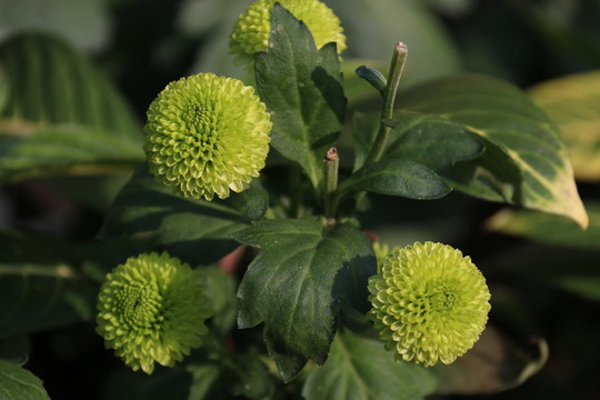 菊花