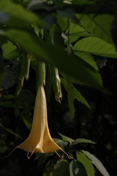 曼陀羅花