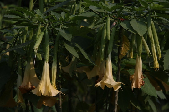 曼陀羅花