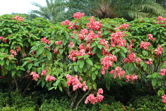 木棉花