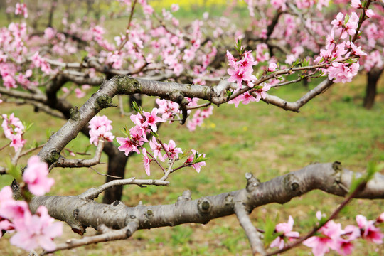 桃樹(shù)花開(kāi)