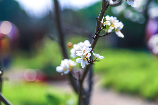 蘋(píng)果樹(shù)開(kāi)花