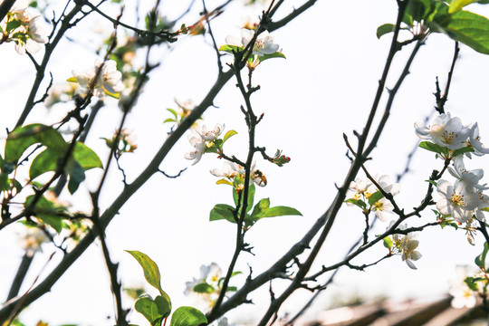 蘋果樹花