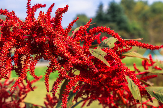 紅花