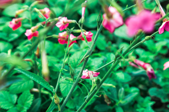 綠蚱蜢與鮮花