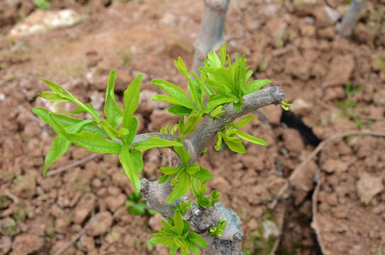 石榴小樹(shù)發(fā)芽