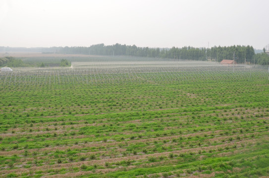 藍(lán)莓種植基地