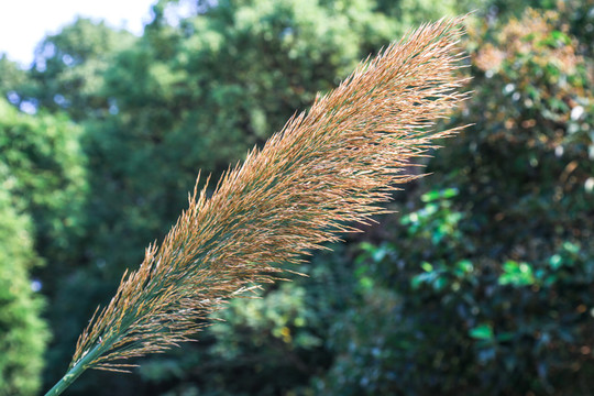 白荻荻草