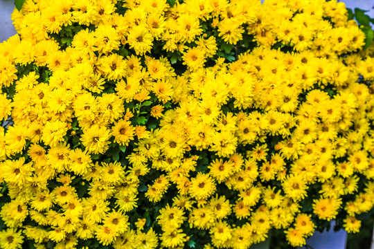花園花叢