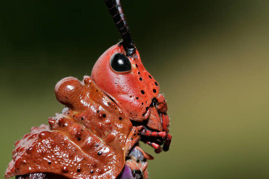 Pyrgomorphid蚱蜢