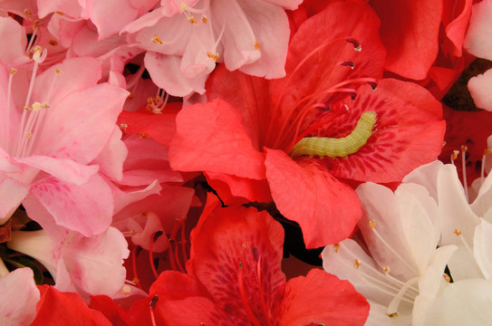 一個毛蟲Azalea Flowers。