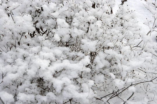 雪中樹的紋理