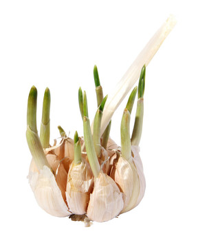 發(fā)芽的大蒜。（隔離的）