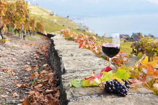 紅葡萄酒在Lavaux地區(qū)的梯田葡萄園玻璃；瑞士