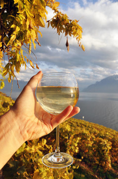 在手的Wineglass對(duì)Lavaux地區(qū)的葡萄園；瑞士