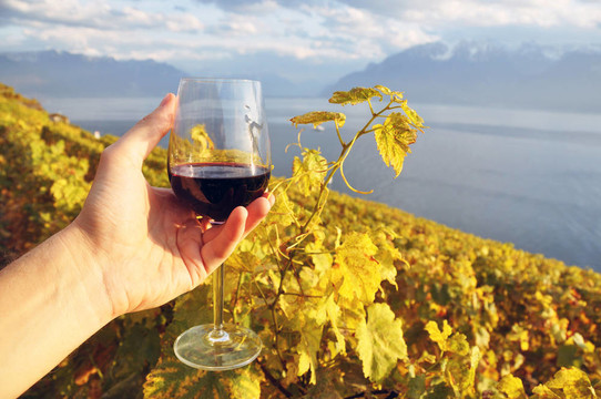 在手的Wineglass對(duì)Lavaux地區(qū)的葡萄園；瑞士