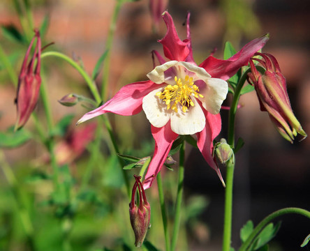 耬斗菜屬（Columbine）