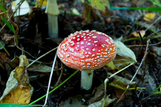 紅蘑菇