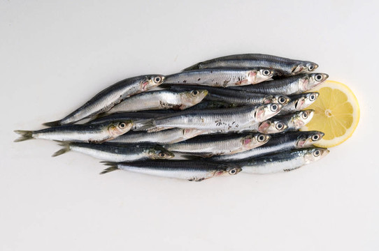 新鮮的鳳尾魚