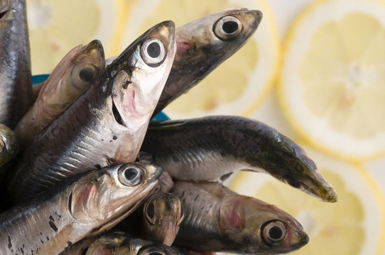 新鮮的鳳尾魚
